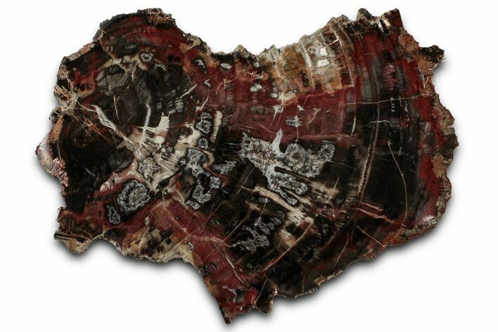 Colorful Polished Triassic Petrified Wood End-Cut - Utah #358826
